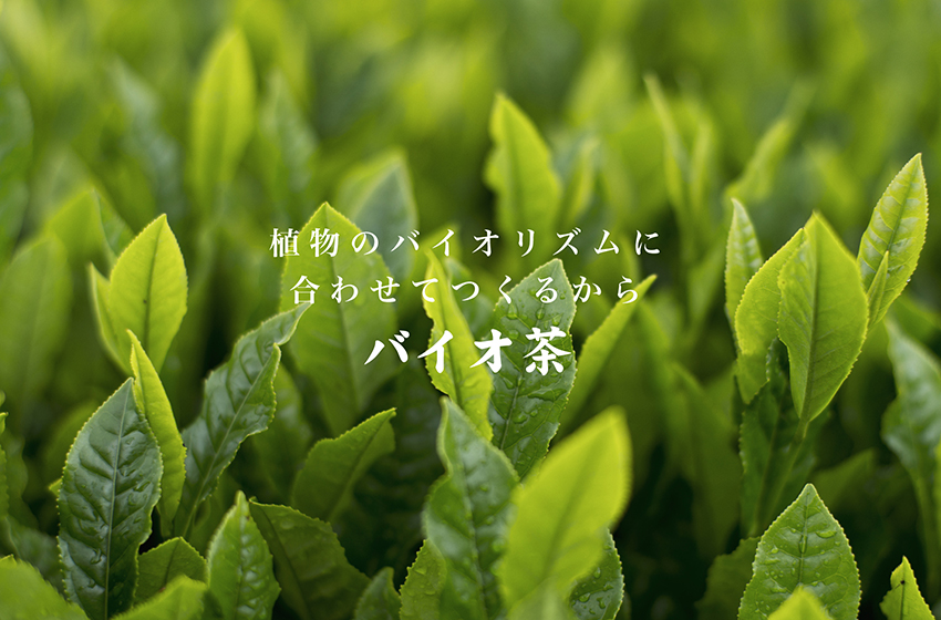 植物のバイオリズムに合わせてつくるから、バイオ茶