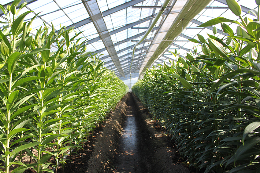 宮崎市田野町のユリ農家、川添安博さんのハウス内。天に向かってすくっとユリが立つ